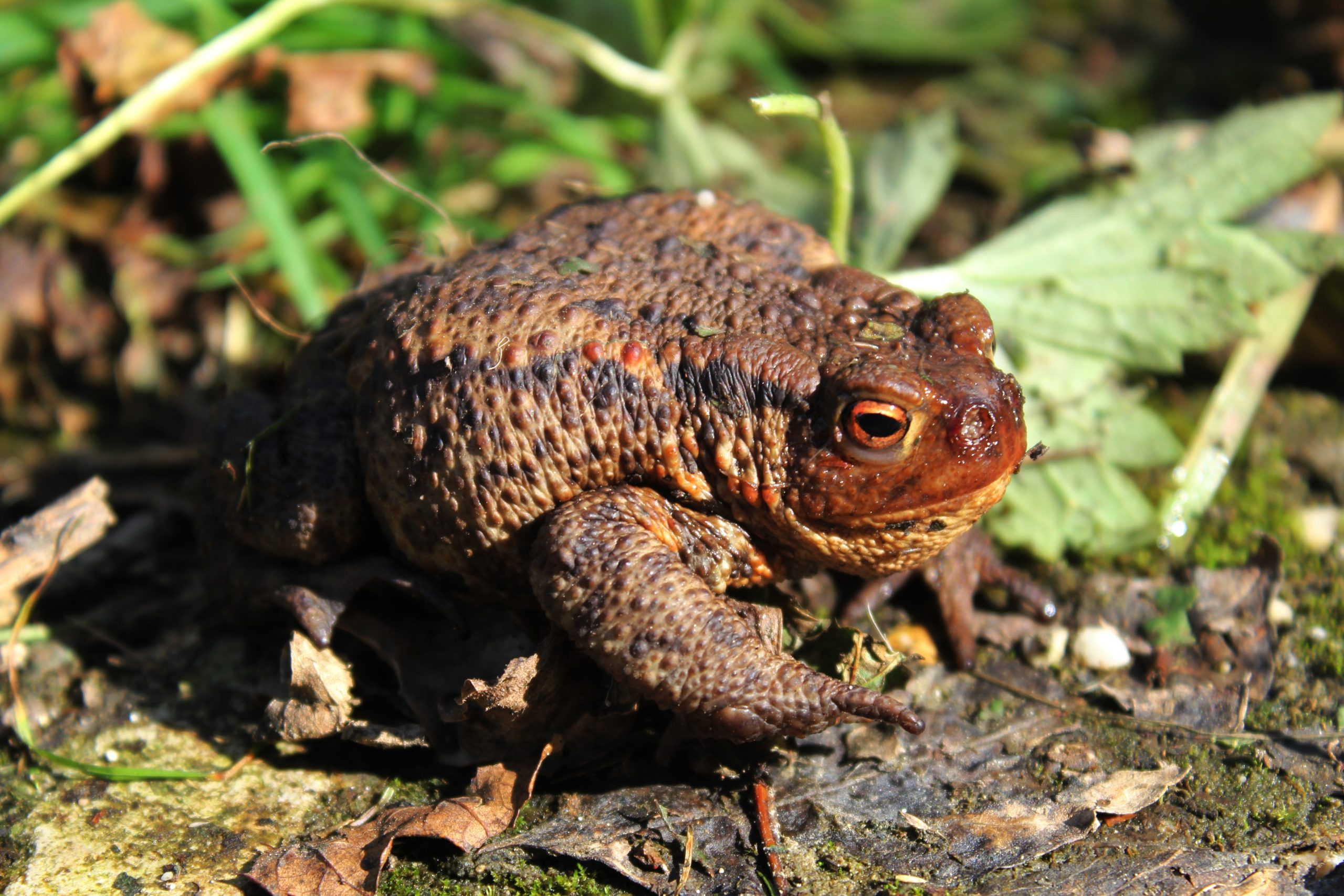 Kikkers, padden en salamanders in het Kuinderbos