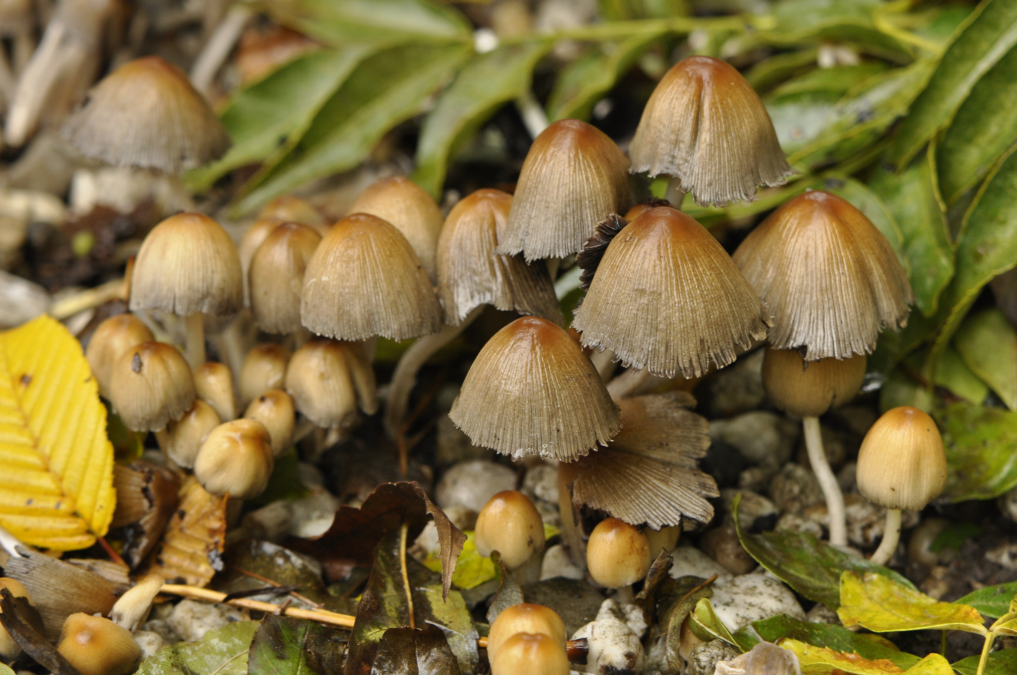 Paddenstoelenwandeling 16 oktober 2022
