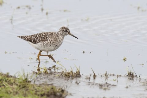 Vogelscherm Delta Schuitenbeek wordt afgebroken