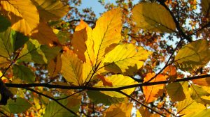 We proeven de herfst!