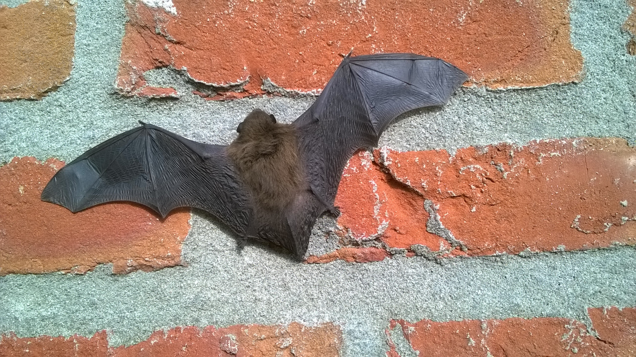 Augustus: De dwergvleermuis, Pipistrellus pipistrellus