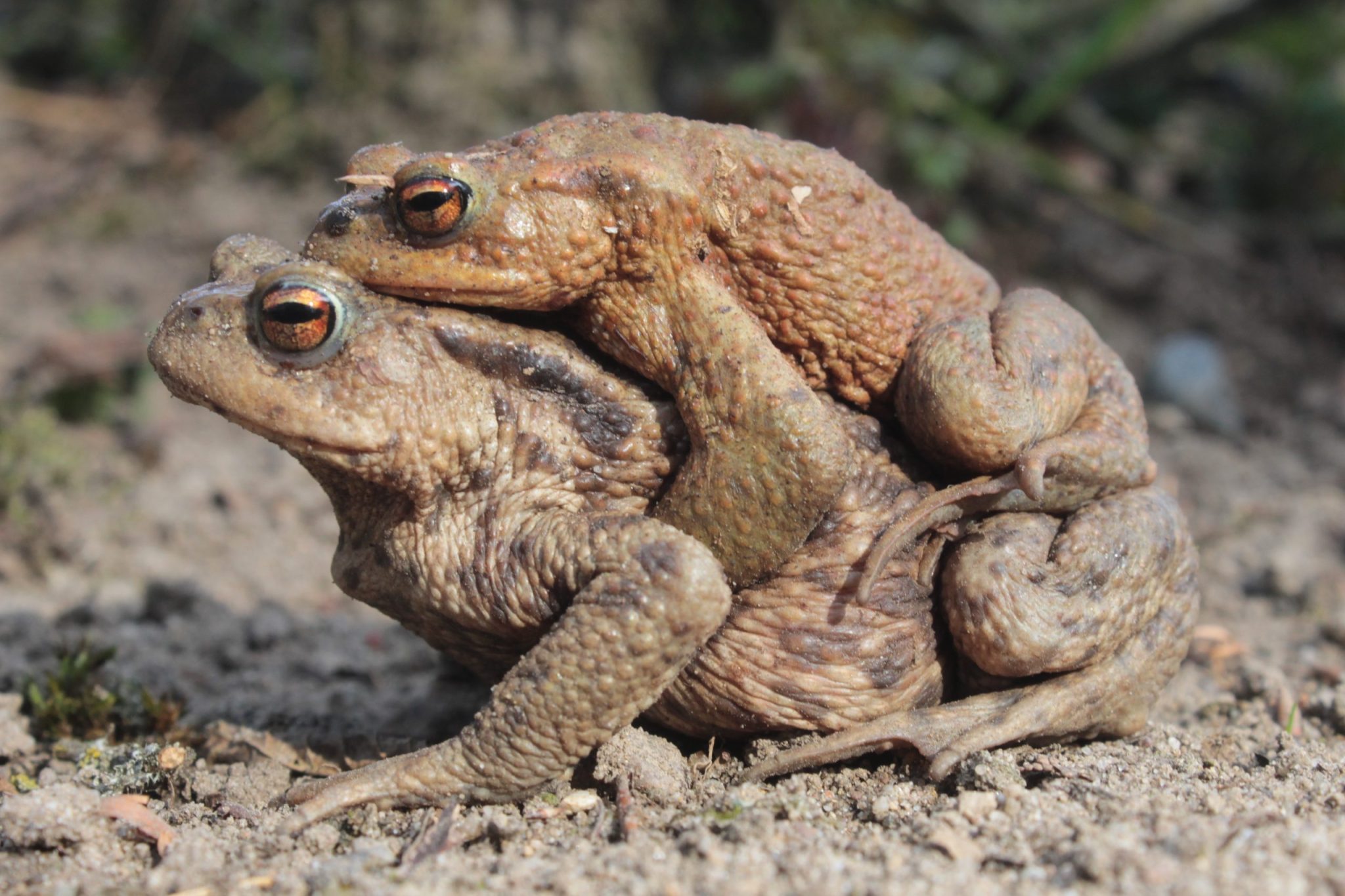Paddentrek gaat binnenkort van start
