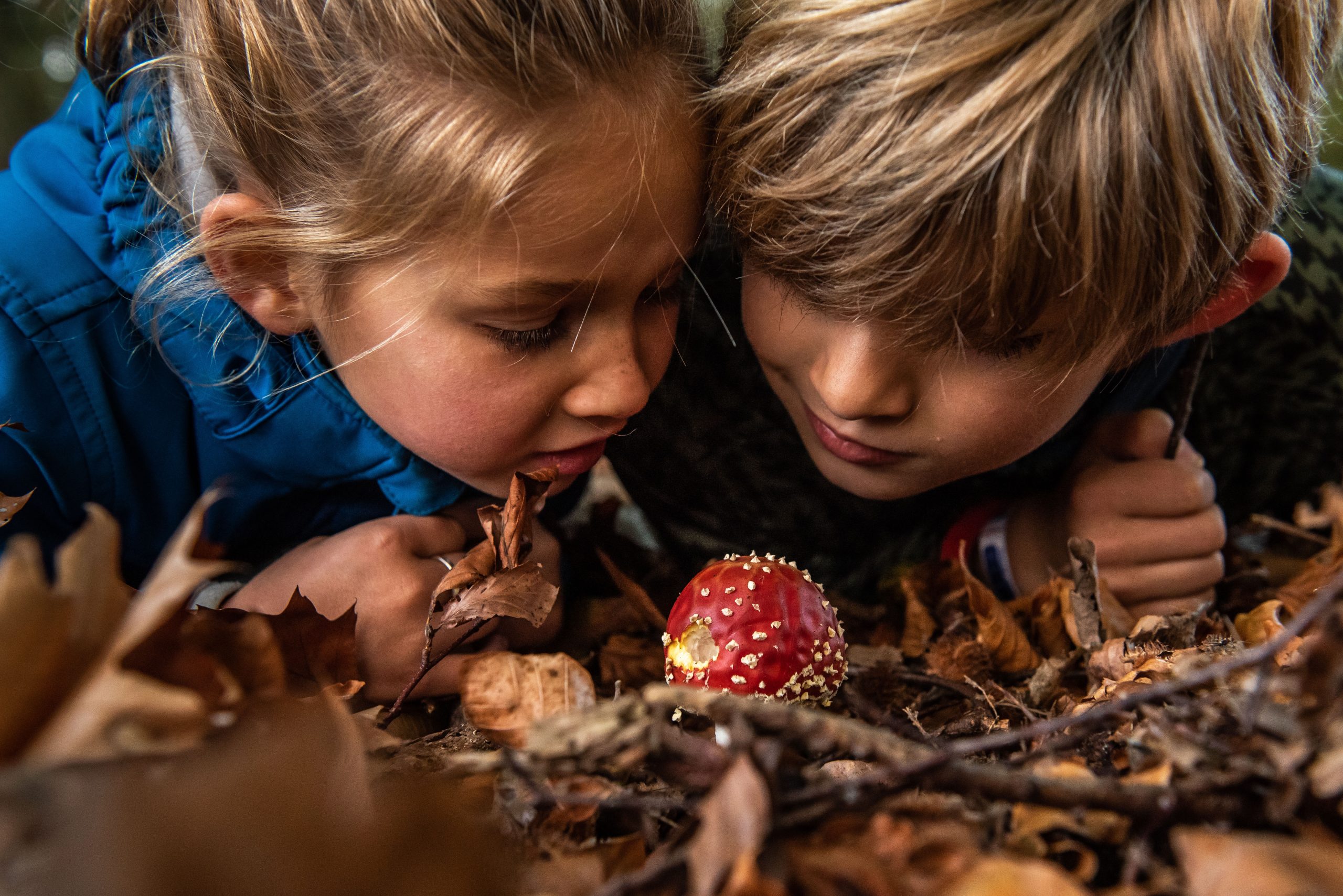 Verslag Paddenstoelenwandeling