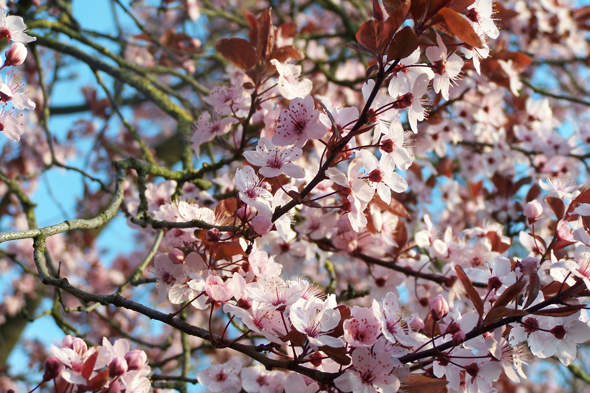 Doe-tip LENTE – Natuurmozaïek maken