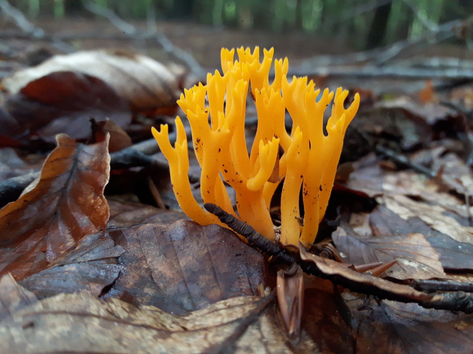 Bijzondere paddenstoelen