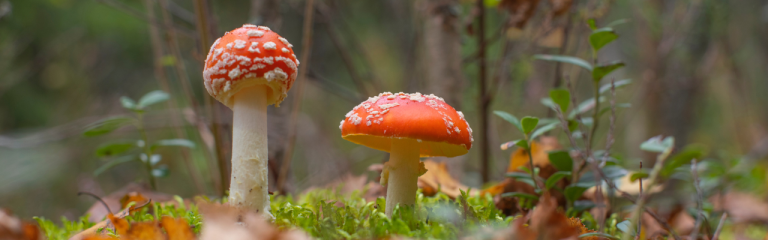 Twee vliegenzwammen in een bos, omgeven door groen en gevallen bladeren.