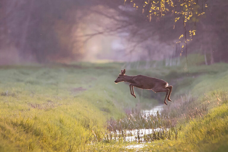 Rennend hert springt over een smalle sloot in groene, mistige graslandschap.