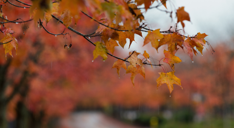 Herfstweer voorspellen met behulp van de natuur