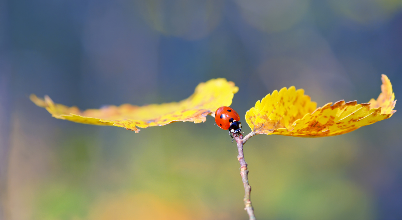 Hoe je aan dieren merkt dat het herfst is