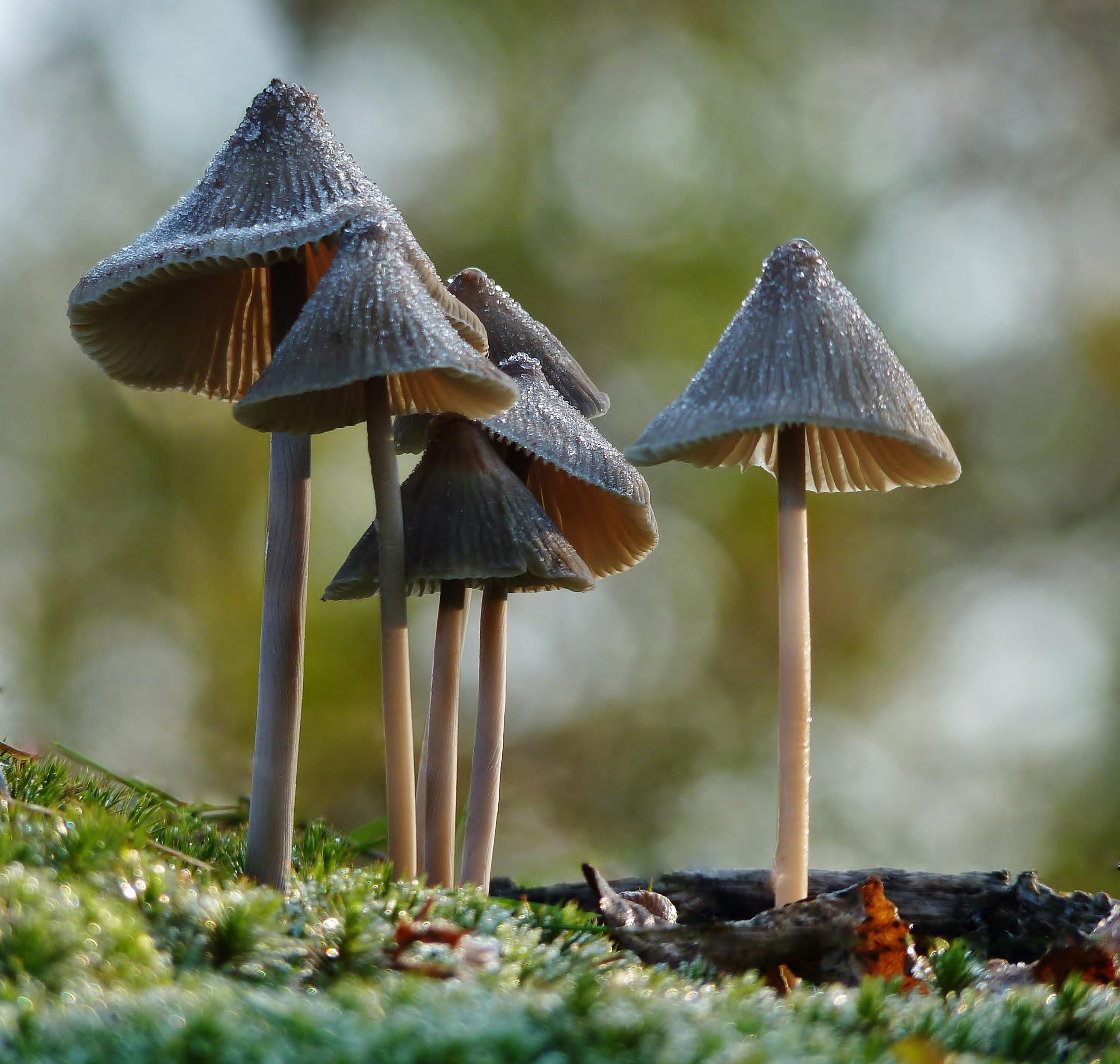 paddenstoelen determineren