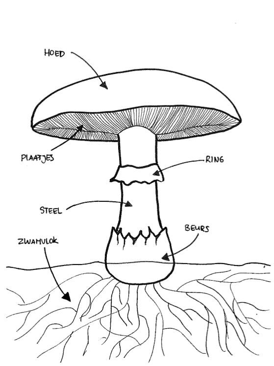 Weetjes over paddenstoelen