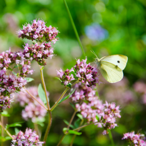 bloemen_in_bloementuintjes_1