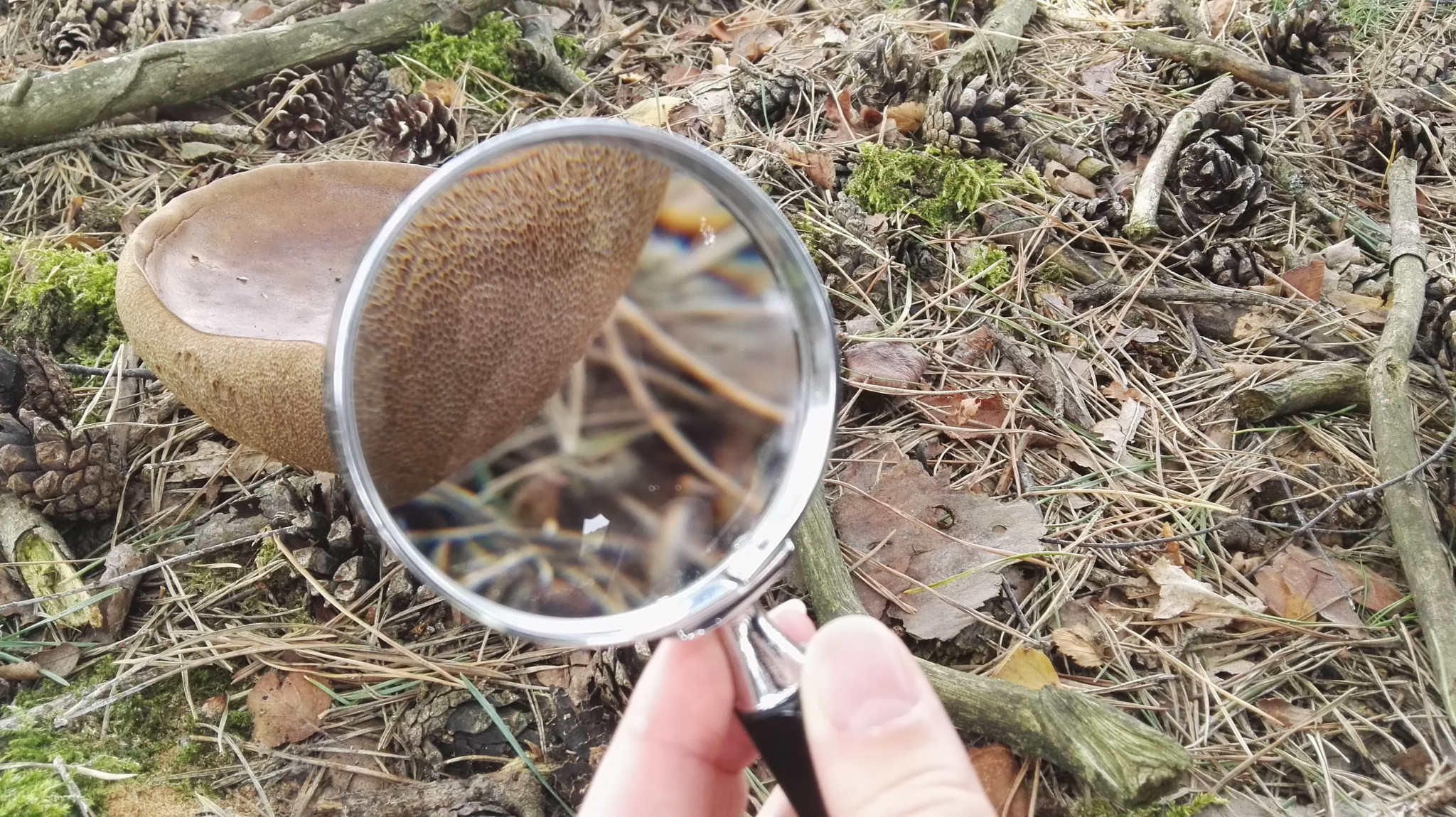 Paddenstoelen herkennen