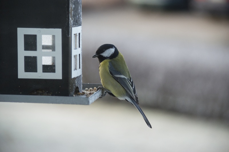 Strooizout funest voor stadsvogels