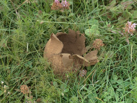 Paddenstoelen