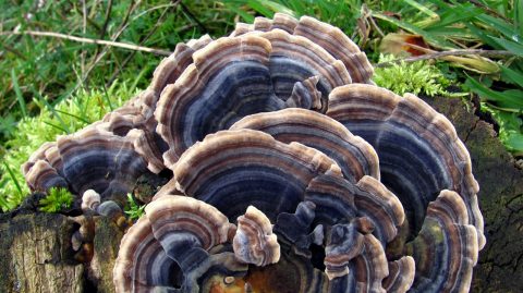 Veel voorkomende paddenstoelen