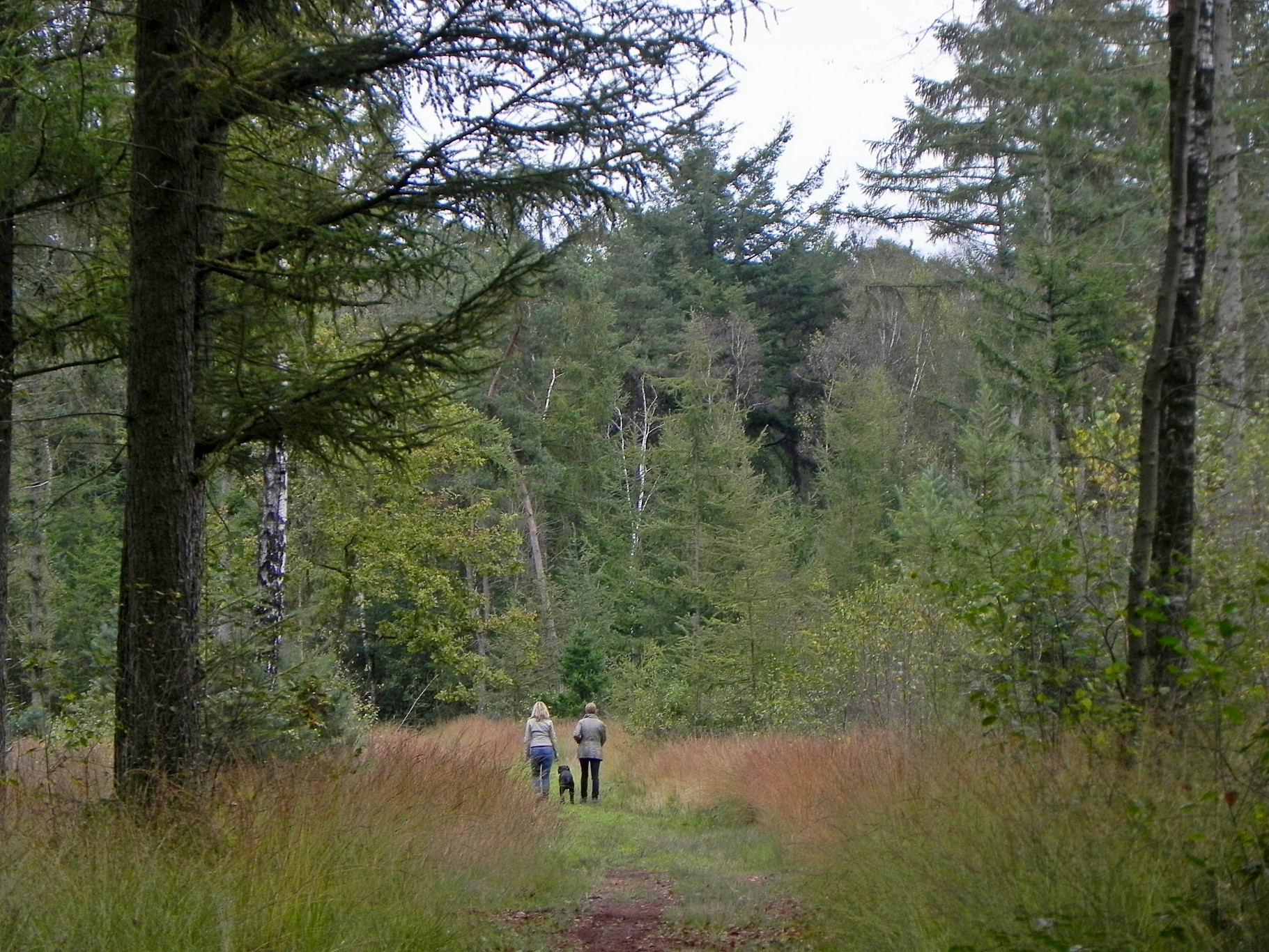 Weetjes en feitjes over (het belang van) bomen