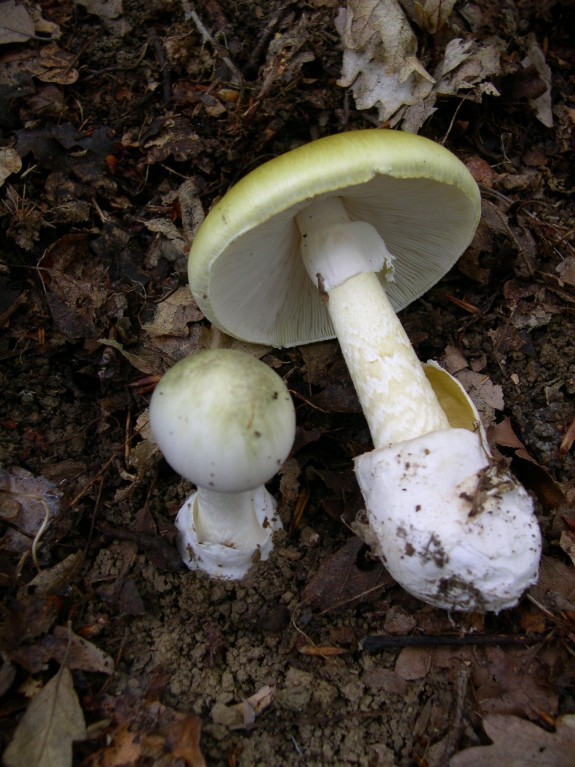 giftige-paddenstoelen