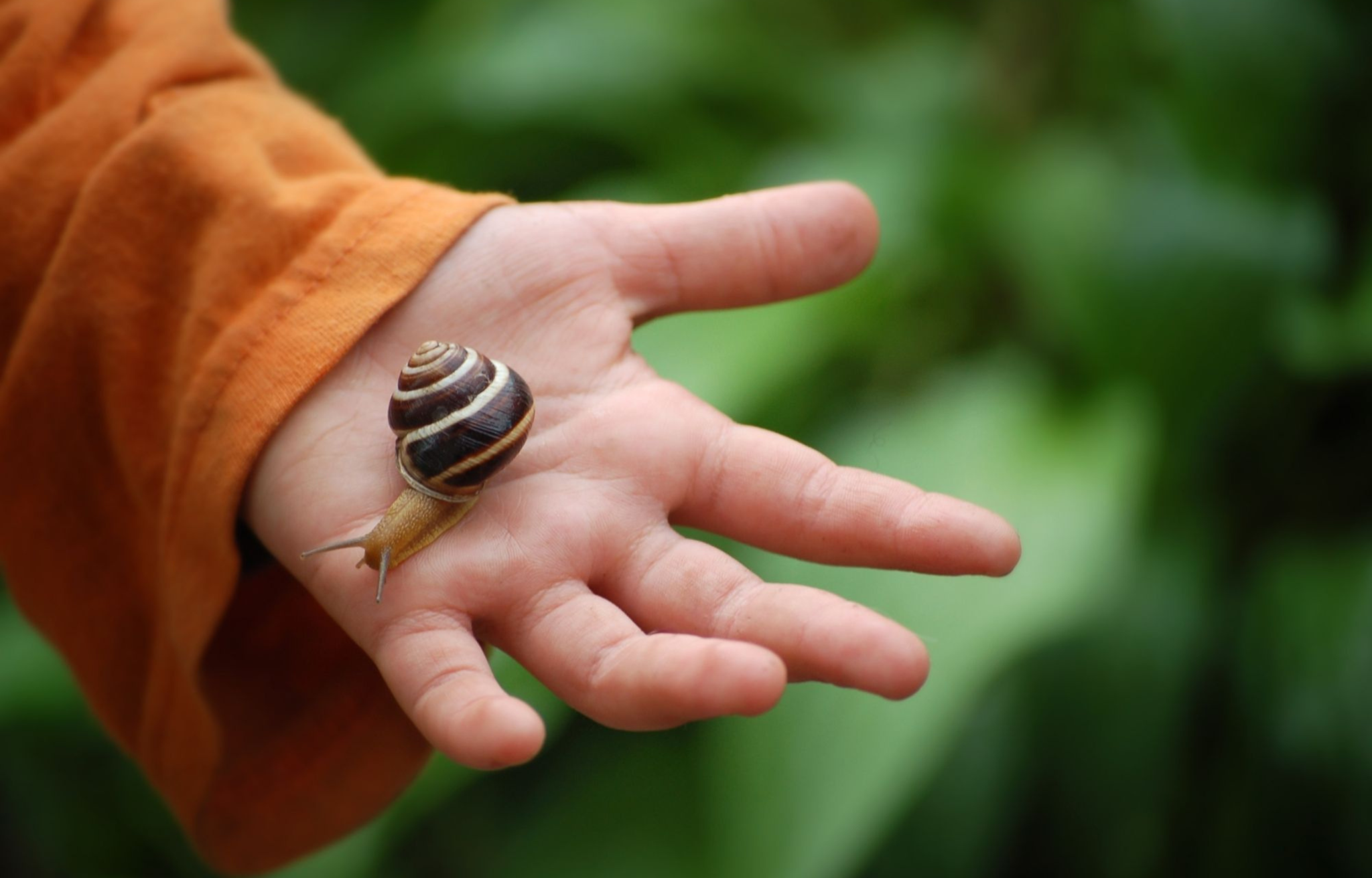 Een kinderhand met een oranje mouwtje houdt voorzichtig een kleine slak met een gestreepte schelp vast tegen een vage groene achtergrond.