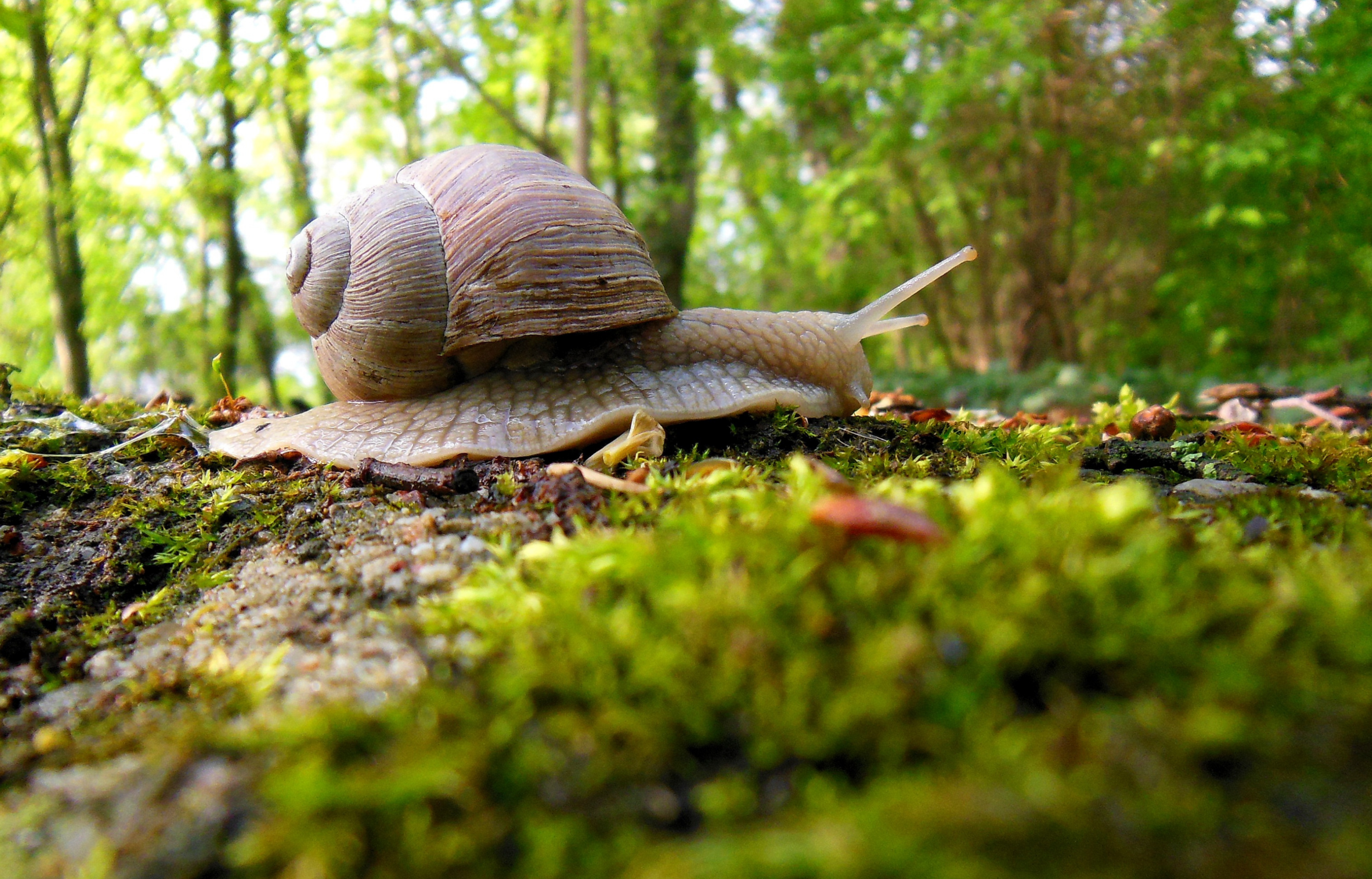 Een close-up van een slak met een spiraalvormige schelp die over de met mos bedekte grond kruipt in een weelderig, groen bos met vage bomen op de achtergrond.