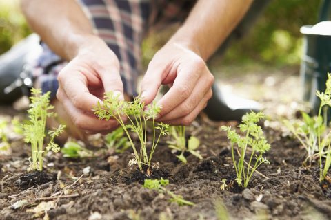 Gratis moestuinmaterialen van IVN