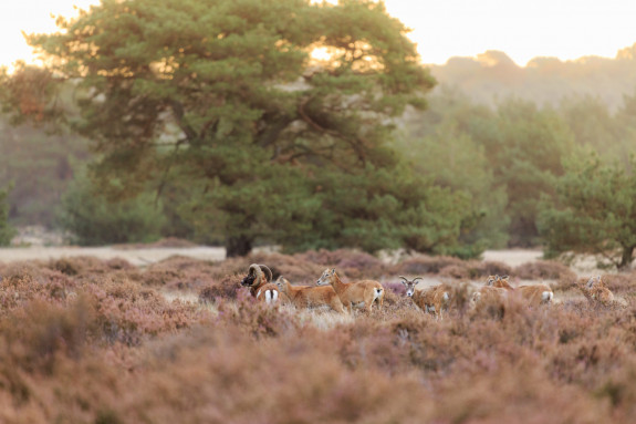 Het Nationale Park De Hoge Veluwe