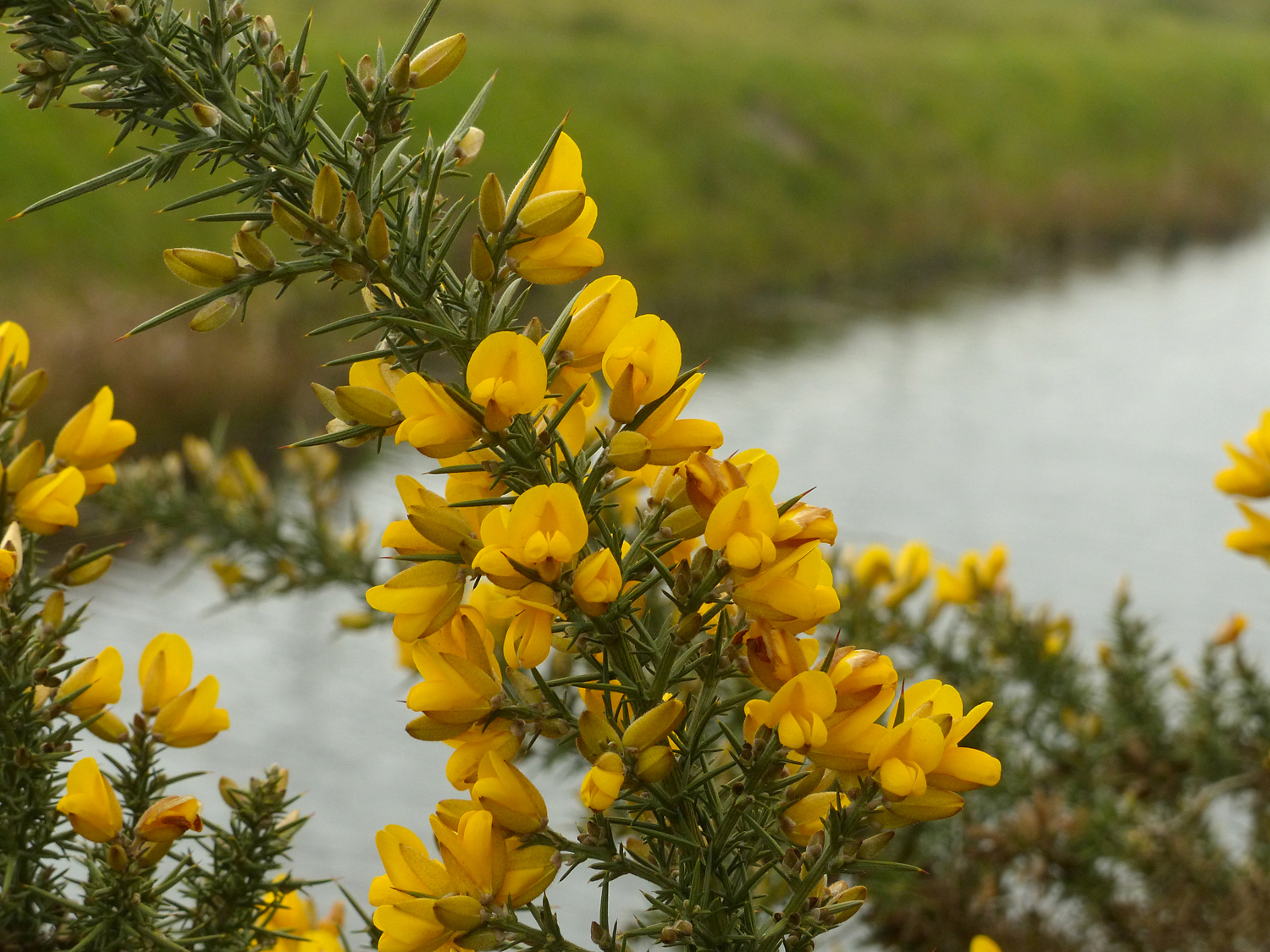 Winterbloeiers: planten die zich in de winter laten zien