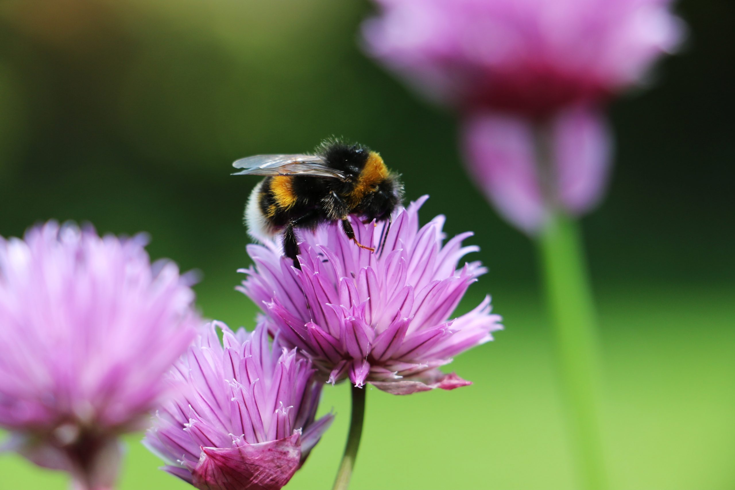 Cursus ‘Laat jouw tuin zoemen’ geven