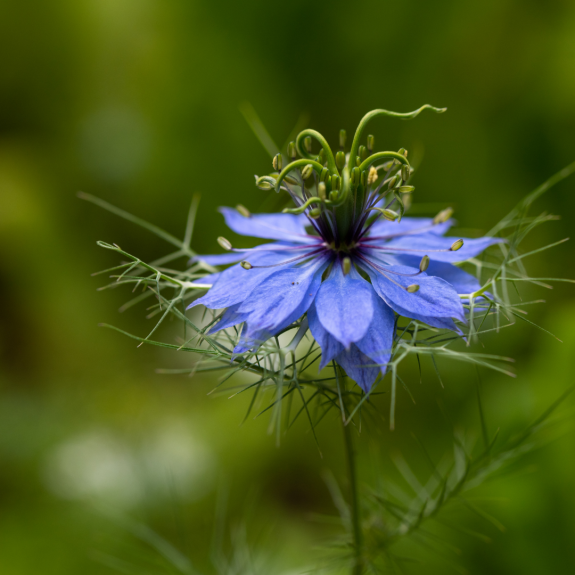 Juffertje-in-het-groen