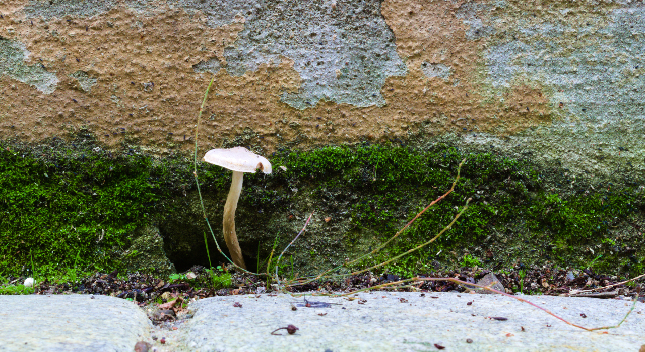 Waarom groeien paddenstoelen op gekke plekken?
