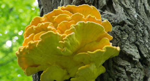 paddenstoelen herkennen