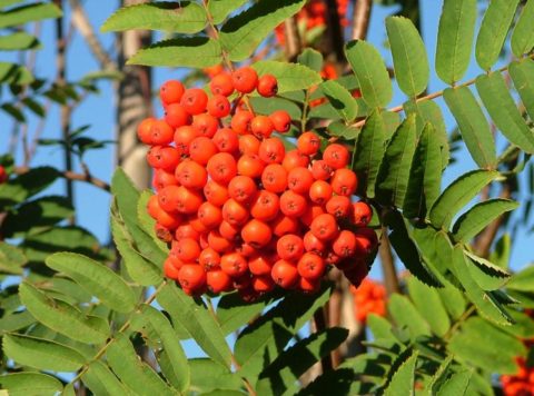 Wat zijn inheemse planten, bomen en struiken?