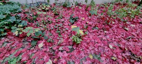 Mulchen: gooi het herfstblad niet weg, maar gebruik het voor je tuin(y forest) 