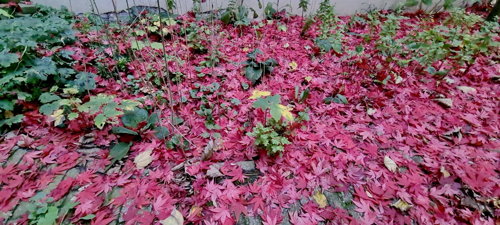 Mulchen: gooi het herfstblad niet weg, maar gebruik het voor je tuin(y forest)