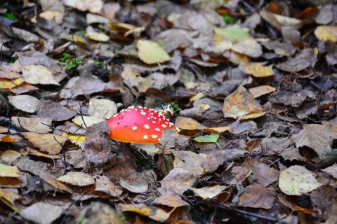 Waarom paddenstoelen in de herfst groeien