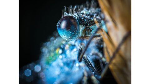 Natuurvraag: Hoe kunnen bepaalde insecten in de winter bevriezen en in het voorjaar weer verder leven?