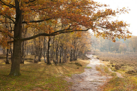 NP De Maasduinen