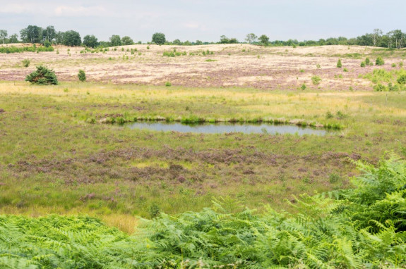 NP De Maasduinen