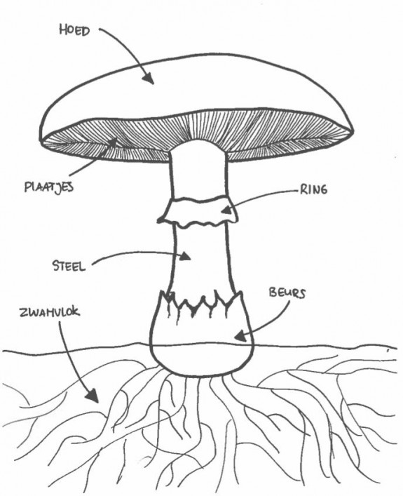 Paddenstoelen-herkennen