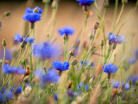Kweektips blauwe bloemenmix