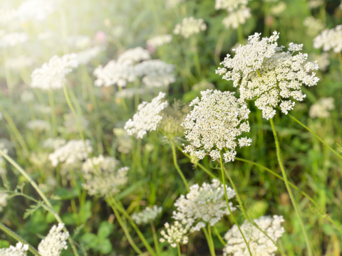 Kweektips witte bloemenmix