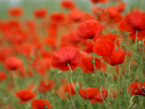 Kweektips rode bloemenmix