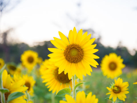 Kweektips zonnige bloemenmix