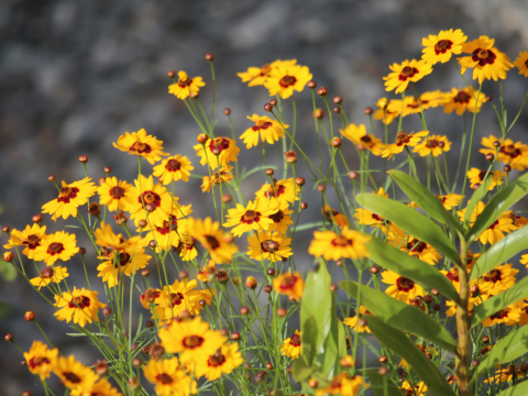 Kweektips gele bloemenmix