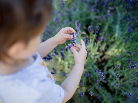 Cursus Een levende tuin
