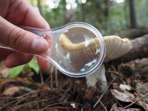 Paddenstoelen