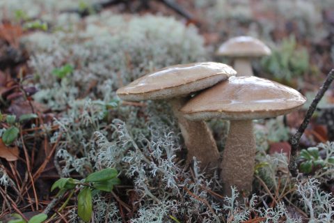Hoe groeit een paddenstoel?