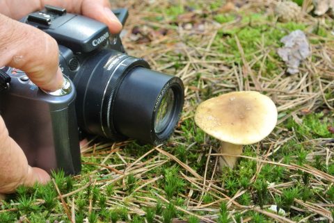 Hoe maak ik de perfecte paddenstoelenfoto?