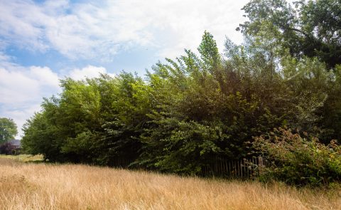 Plant inheems! De kracht van onze wilde planten