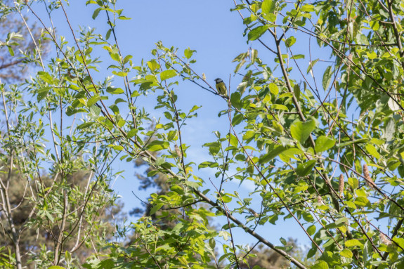 Tiny Forest Tuin Karin van Toor